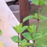 Quickie Inside Garden